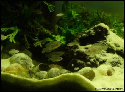 Schneckenbuntbarsch - Neolamprologus multifasciatus