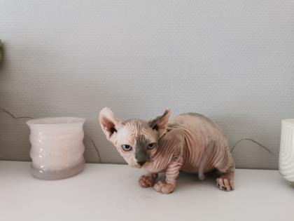 Sphynx Kätzchen zu verkaufen