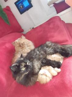 Perser Babys entwurmt und 2fach geimpft