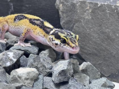 Leopardgecko Weibchen