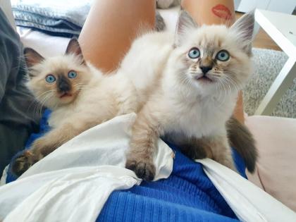 Ragdoll/Heilige Birma Kitten