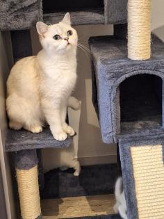 Kitten mit himmelblau Augen