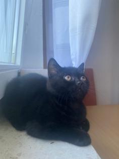 BKH Katze Black Gold Tabby Classic