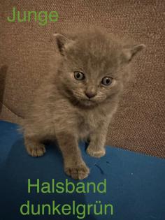 4 süße reinrassige BKH Kitten in der Farbe Blue und Lilac