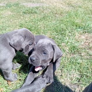Tolle Cane Corso Welpen blueliner