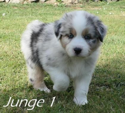 Reinrassige Australian Shepherd Welpen