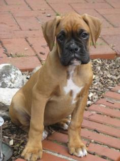 Boxerwelpen gelb/hirschrot