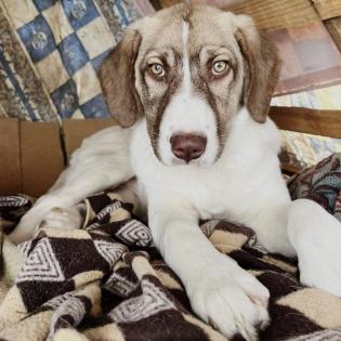 Hazel / Status sucht ein zu Hause