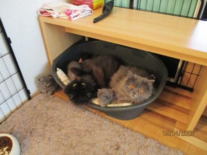 Reinrassige Perser Kitten mit Nase
