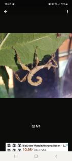 Australische Gespenstschrecken -Extatosoma tiaratum