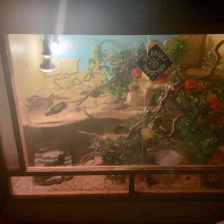 VK Terrarium mit 4 Leopardengeckos