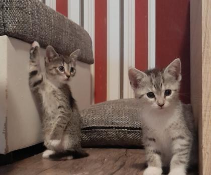 3 süße kitten mädels