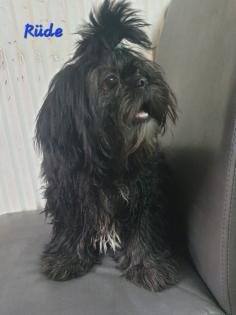 Shih Tzu-Pekingnese Welpe LETZTER RÜDE