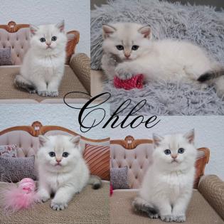Reinrassige BKH Kitten mit Stammbaum
