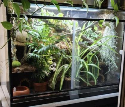 Kornnatter Amel aus 2022 inkl Terrarium