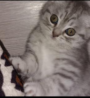 BKH Mix Kitten 1xweiblich 1xmännlich