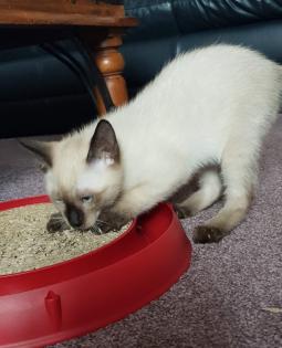 Siam /Thai Kitten Seal Point Babys Kätzchen. Abgabebereit.