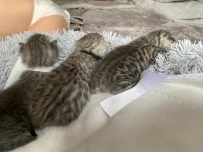 Bengal/BKH mix Kitten Erbkrankheitenfrei