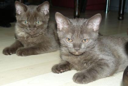 BKH-Kitten chocolate black smoke