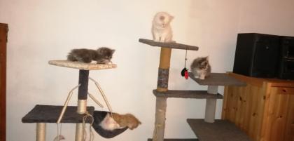 Edelmix Kitten Neva Masquarade Maine Coon