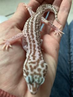 1. 0 Mack super Snow Raptor Leopardgecko Männchen Enz 22 Übergabe Houten oder Hamm möglich