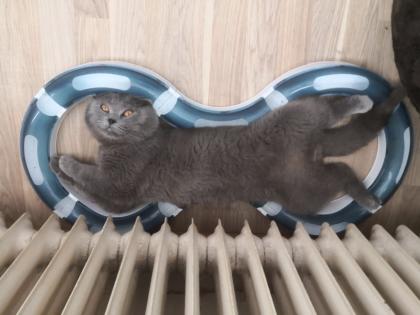 Bkh Mix Kater zum verkaufen