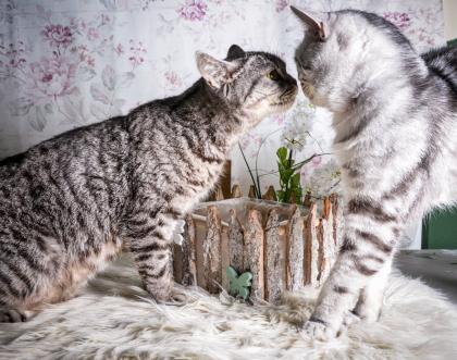 BKH-Kitten im Whiskas-Look Black-Silver-Classic-Tabby/-Spotted abzugeben