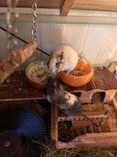 Degus männlich abzugeben