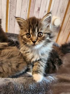 Maine Coon Perser Katze