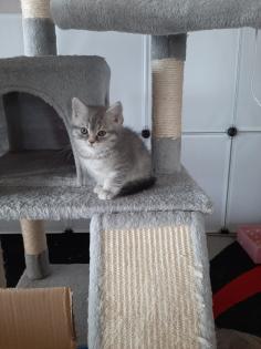 Bkh Kätzchen Jungen Black Silver Tabby Whiskas Bärchen