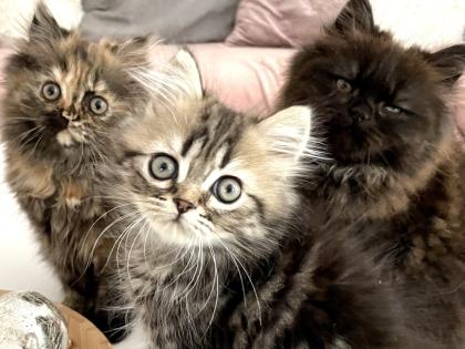 Perser Kitten Kätzchen geimpft abgabebereit