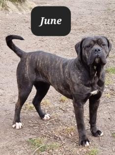 Cane Corso mit AHNENTAFEL
