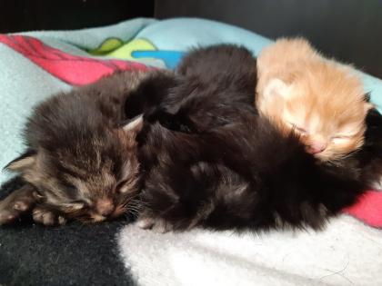 Perser Babys entwurmt und 2fach geimpft