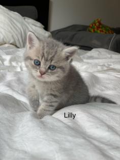 4 Bkh kitten 2 weiß und 2 Grau