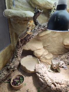 Bartagame m mit großem Terrarium Quarantäneterrarium inkl. Beleuchtung und viel Zubehör