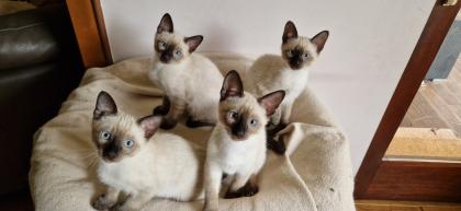 Kitten Süße Thai - Kitten alter Typ