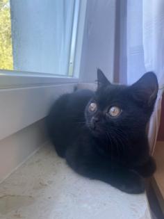 BKH Katze Black Gold Tabby Classic