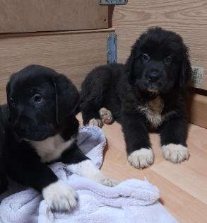 Bernhardiner Mix Hunde