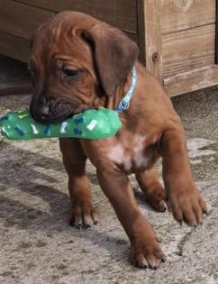 Rhodesian Ridgeback Welpen suchen ein Zuhause