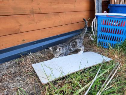 Katzenwelpen Kitten Kätzchen