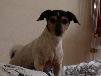 2 Jack Russell Terrier Mama Sohn abzugeben