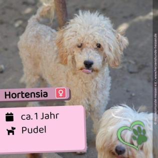 Hortensia schüchtern lieb