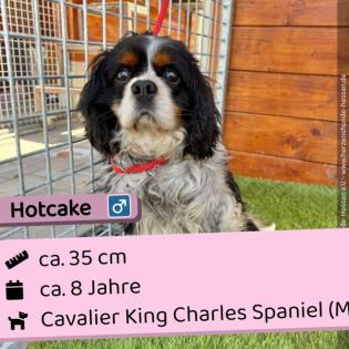 Hotcake m 8 Jahre 35 cm Slowakei