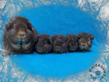 US Teddy Meerschweinchen Kastrate und Erzieherschweinchen auf der Suche