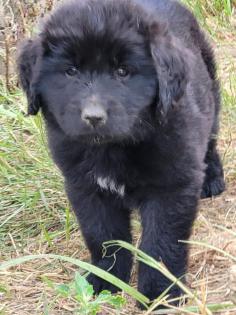 Neufundländer Leonberger Mix Welpen