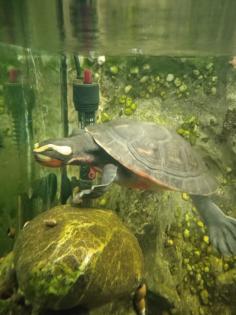 Emydura subglobosa Rotbauch-Spitzkopfschildkröten Wasserschildkröten