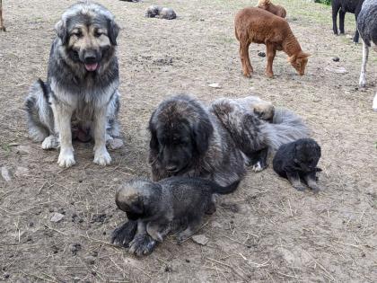 Sarplaninac Welpen Herdenschutzhund