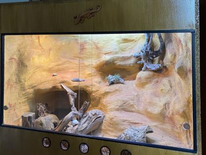 Schönes Terrarium komplett eingerichtet mit 2 Leopard-Geckos