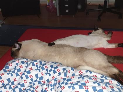 5 reinrassige Thai Siam Seal Point Kitten