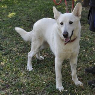 White / Status sucht ein Zuhause